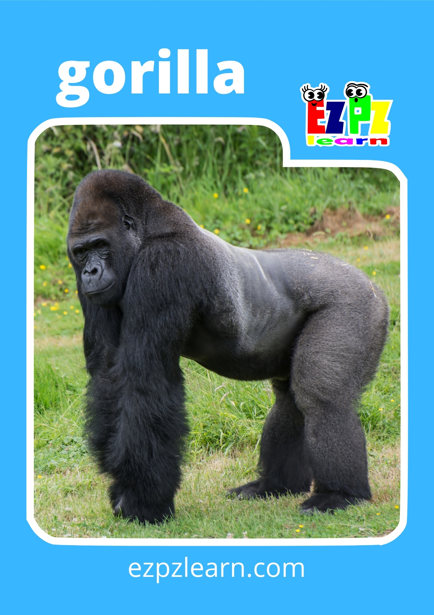 gorilla